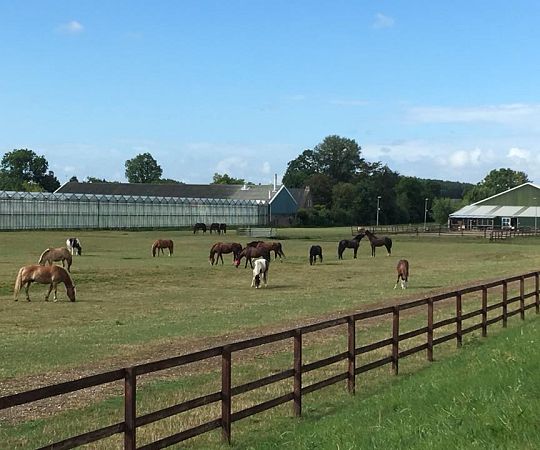 /files/Activiteiten - manege/paarden in de wei.jpg